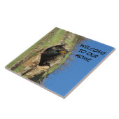 Starling in Saguaro Cactus Foto Southwest Bird Fliese (Seite)