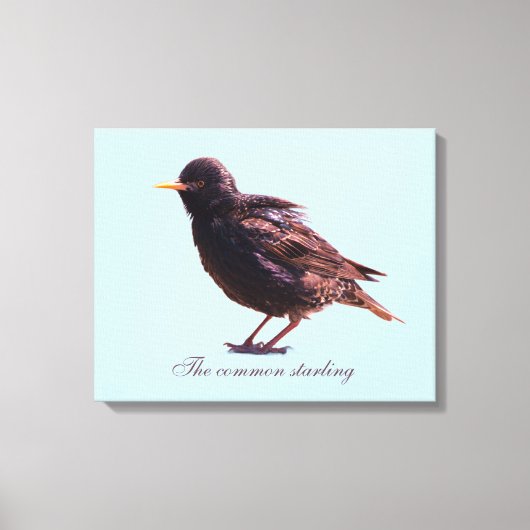 Starling  leinwanddruck (Vorderseite)