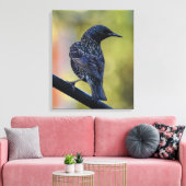 Starling Leinwanddruck (Insitu (Wohnzimmer))