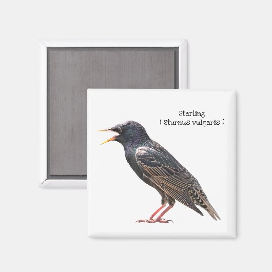 Starling Magnet (Vorderseite/Rückseite)