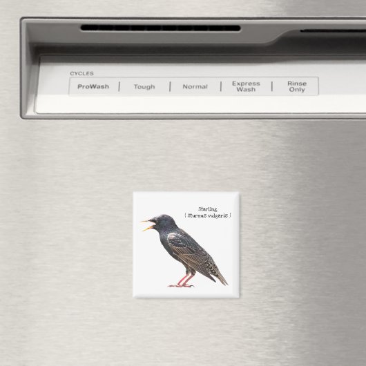 Starling Magnet (In Situ (Geschirrspüler))