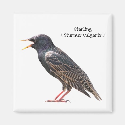 Starling Magnet (Vorne)