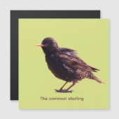 Starling  magnetkarte (Vorne/Hinten)