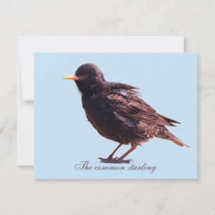 Starling mitteilungskarte