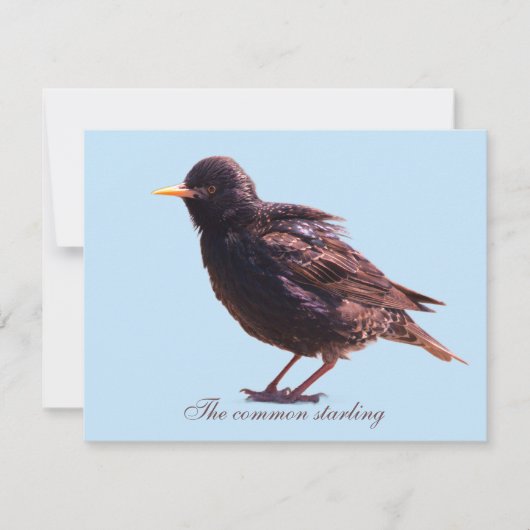 Starling mitteilungskarte (Vorderseite)