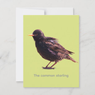 Starling mitteilungskarte