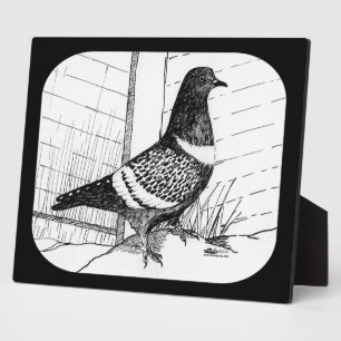 Starling Pigeon 1973 Fotoplatte