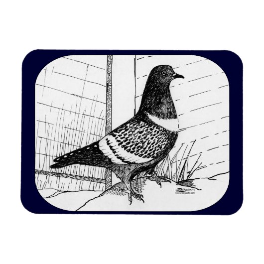 Starling Pigeon 1973 Magnet (Horizontal)
