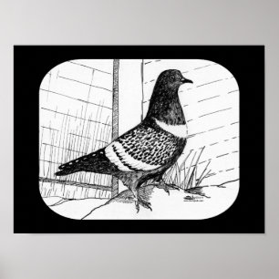 Starling Pigeon 1973 Poster