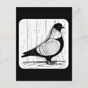 Starling Pigeon Silver-laced 1979 Postkarte
