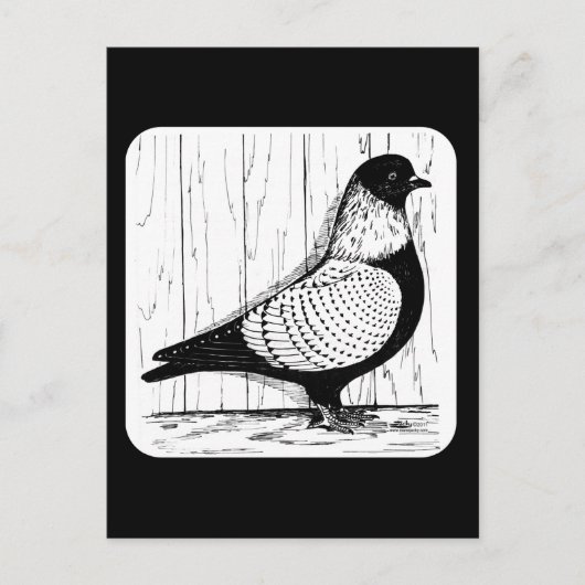 Starling Pigeon Silver-laced 1979 Postkarte (Vorderseite)