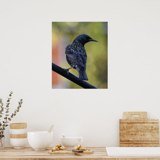 Starling Poster (Küche)