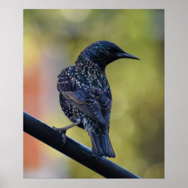 Starling Poster