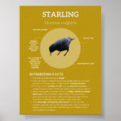 Starling Poster (Vorne)