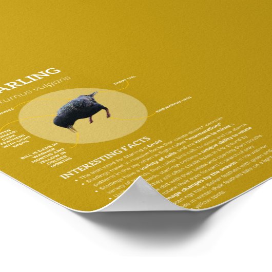 Starling Poster (Ecke)