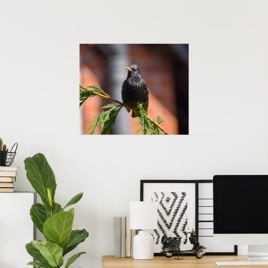 Starling Poster (Heimbüro)