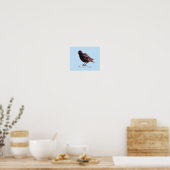 Starling poster (Küche)