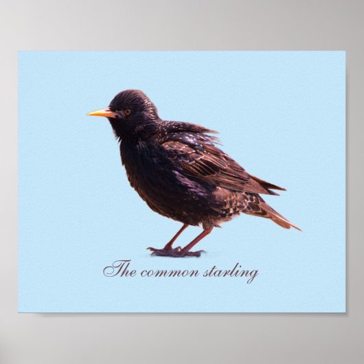 Starling poster (Vorne)