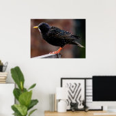 Starling Poster (Heimbüro)