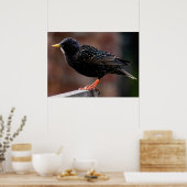 Starling Poster (Küche)