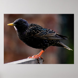 Starling Poster