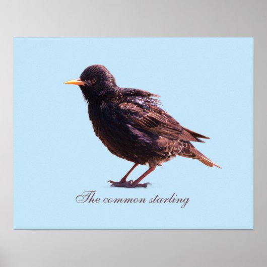 Starling  poster (Vorne)