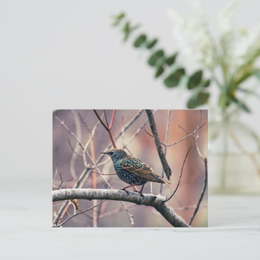 Starling Postkarte (Stehend Vorderseite)