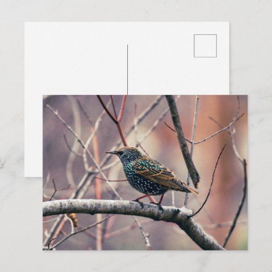 Starling Postkarte (Vorne/Hinten)