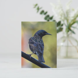 Starling Postkarte