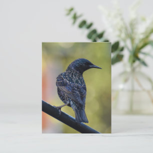 Starling Postkarte