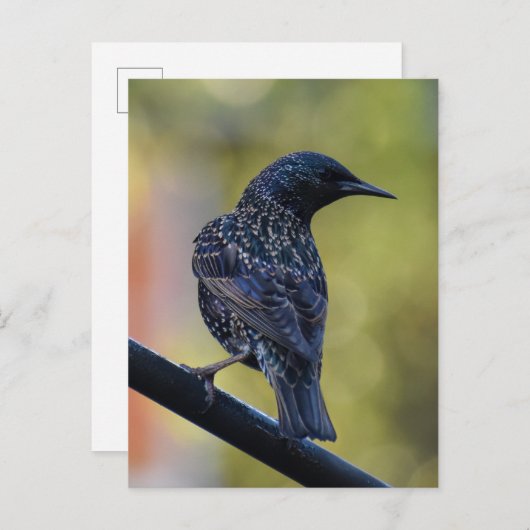 Starling Postkarte (Vorne/Hinten)