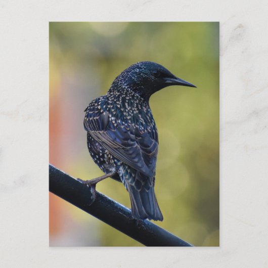 Starling Postkarte (Vorderseite)