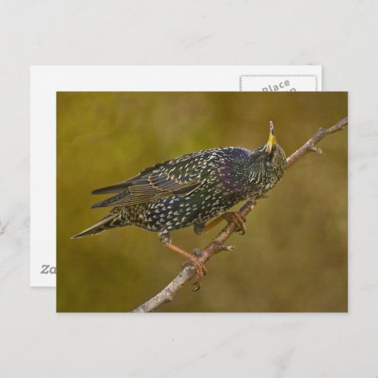Starling Postkarte (Vorne/Hinten)