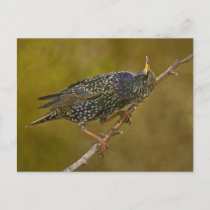 Starling Postkarte