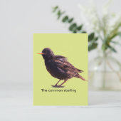 Starling  postkarte (Stehend Vorderseite)