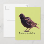 Starling  postkarte (Vorne/Hinten)