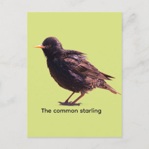 Starling postkarte
