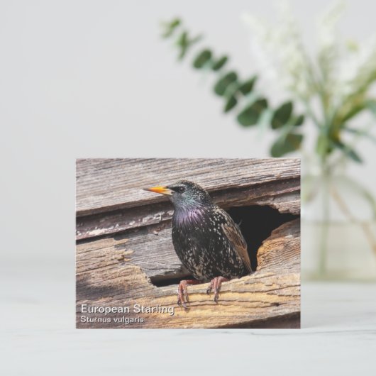 Starling Postkarte (Stehend Vorderseite)