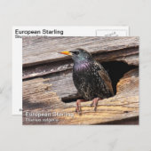 Starling Postkarte (Vorne/Hinten)