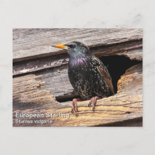 Starling Postkarte