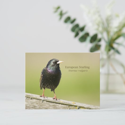 Starling Postkarte (Stehend Vorderseite)