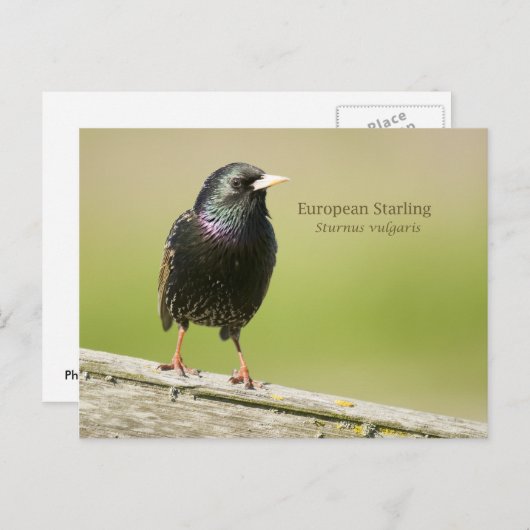 Starling Postkarte (Vorne/Hinten)