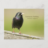 Starling Postkarte (Vorderseite)