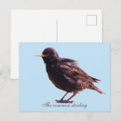 Starling  postkarte (Vorne/Hinten)