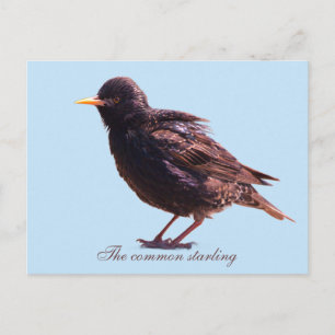 Starling postkarte