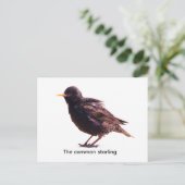 Starling  postkarte (Stehend Vorderseite)