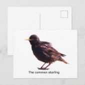 Starling  postkarte (Vorne/Hinten)