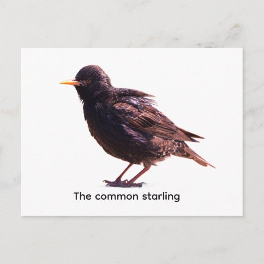 Starling  postkarte (Vorderseite)