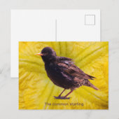 Starling  postkarte (Vorne/Hinten)
