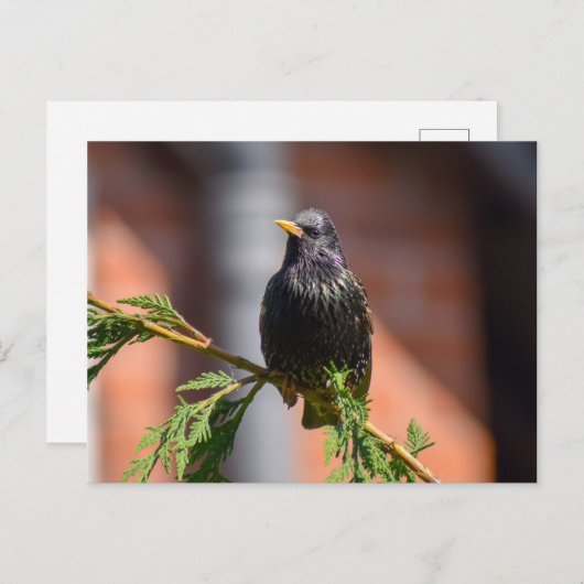 Starling Postkarte (Vorne/Hinten)